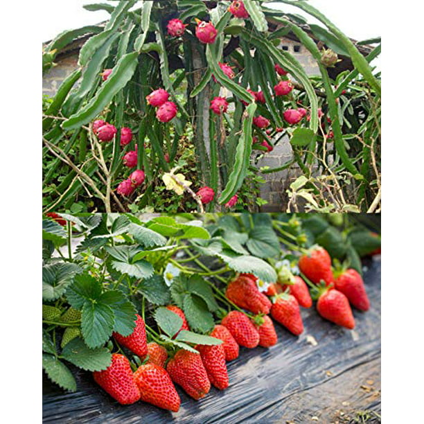 Vegetables and fruit red Raspberry Bonsai plants Seeds for home & garden 100 see